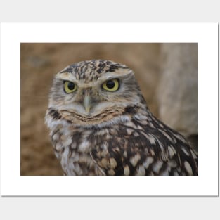 Burrowing Owl Posters and Art